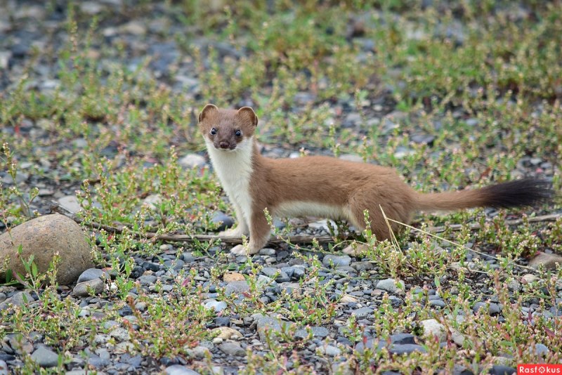 Горностай (Mustela erminea)