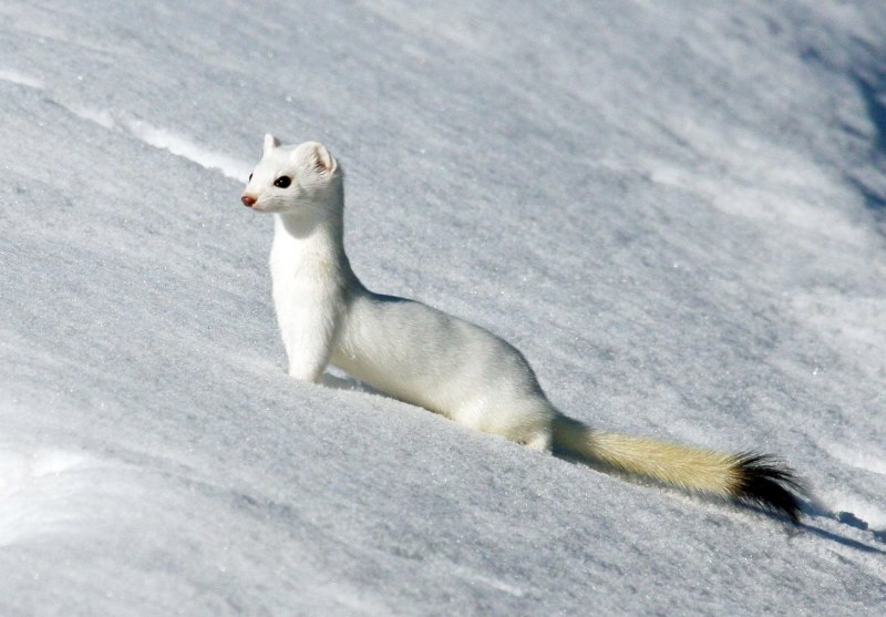 Горностай (Mustela erminea)