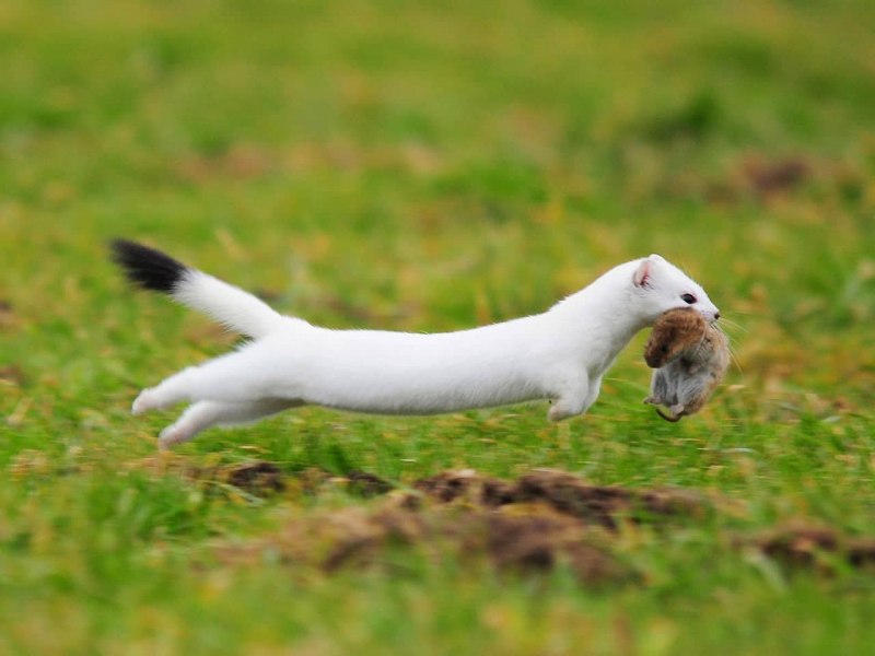 Горностай (Mustela erminea)