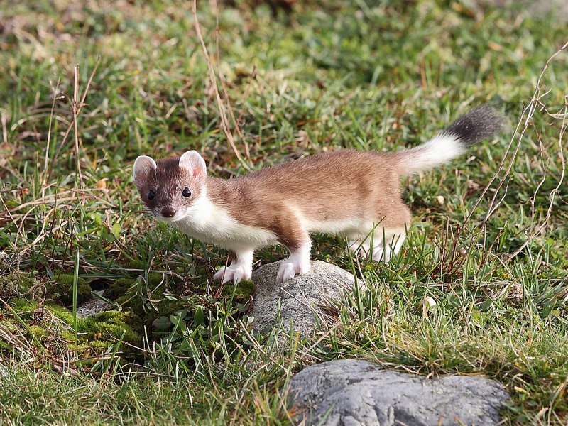 Ласка обыкновенная (Mustela nivalis)