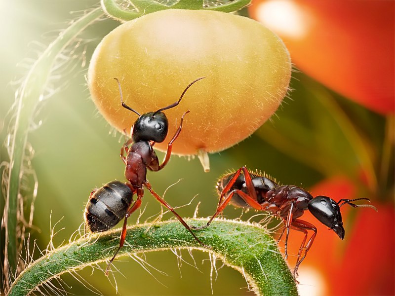 Myrmecia mandibularis