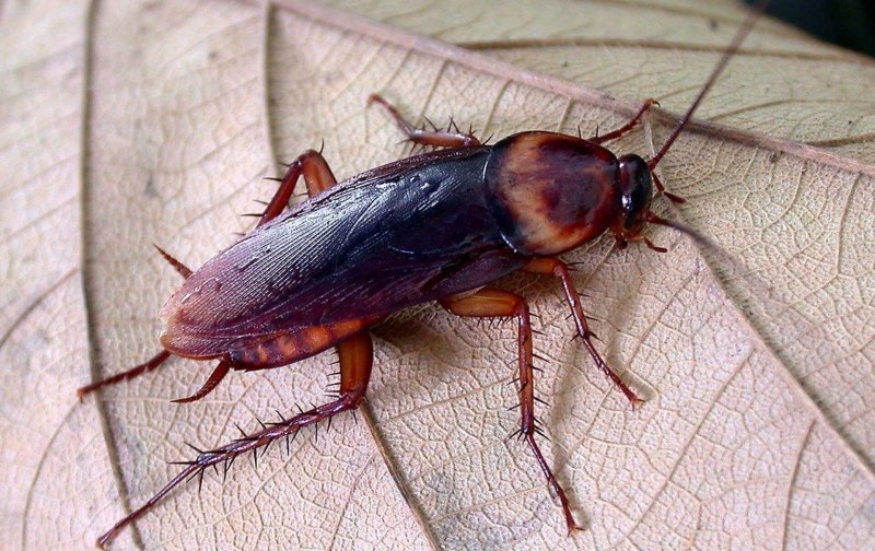 Американский таракан Blattodea
