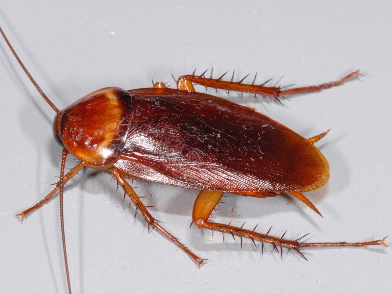 Таракан Megaloblatta longipennis