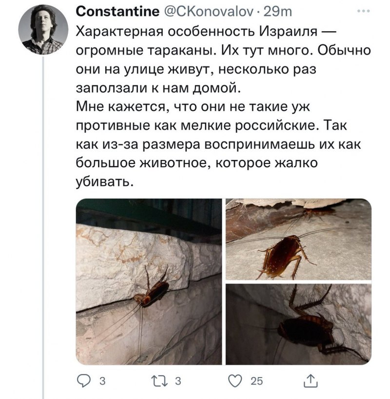 Черные тараканы и прусаки