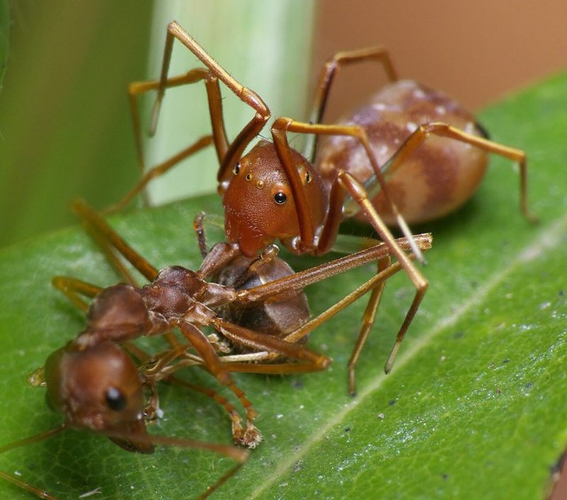 Amyciaea lineatipes паук