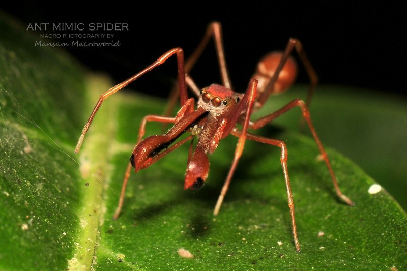 Myrmarachne Formicaria