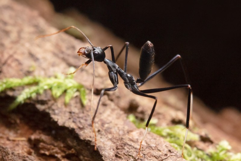 Oecophylla Weaver Ant