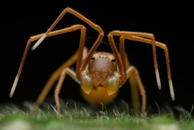 Synaema globosum паук
