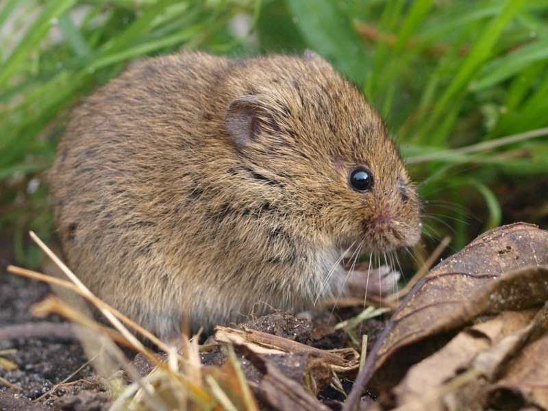 Apodemus uralensis