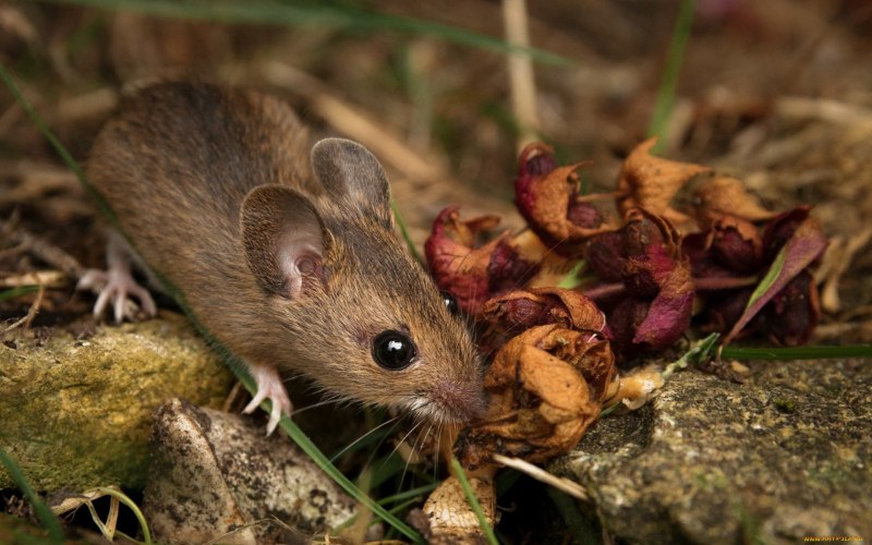 Лесная мышь (Apodemus sylvaticus)