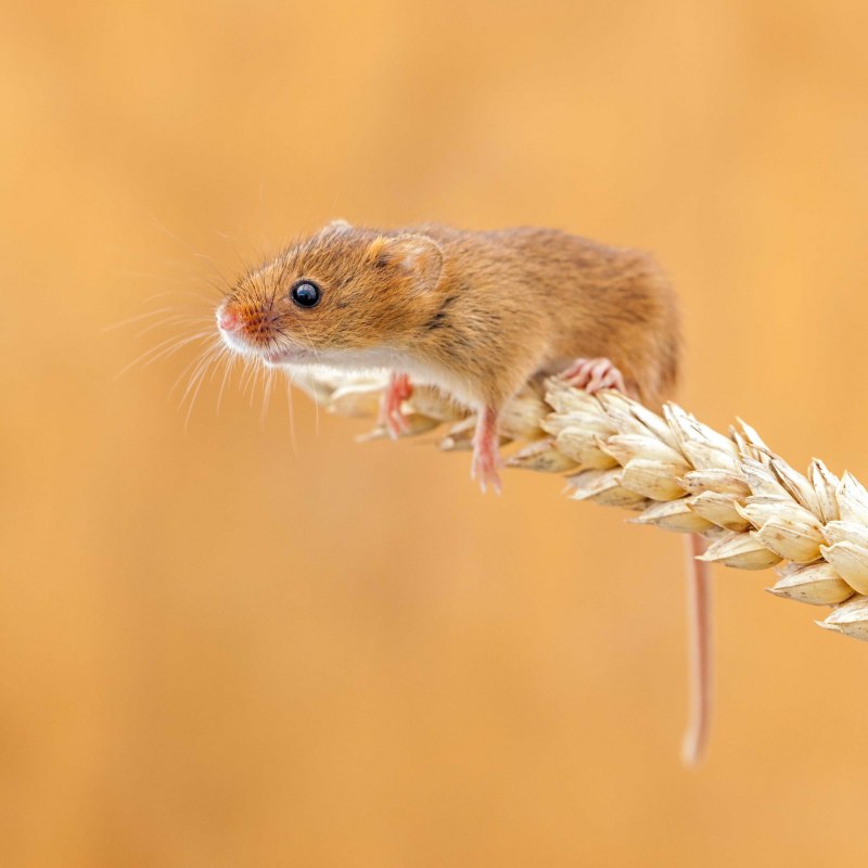 Европейская полевая мышь (67 фото)
