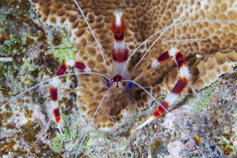 Креветка боксер (Stenopus hispidus)