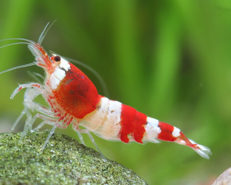 Креветка Caridina parvula