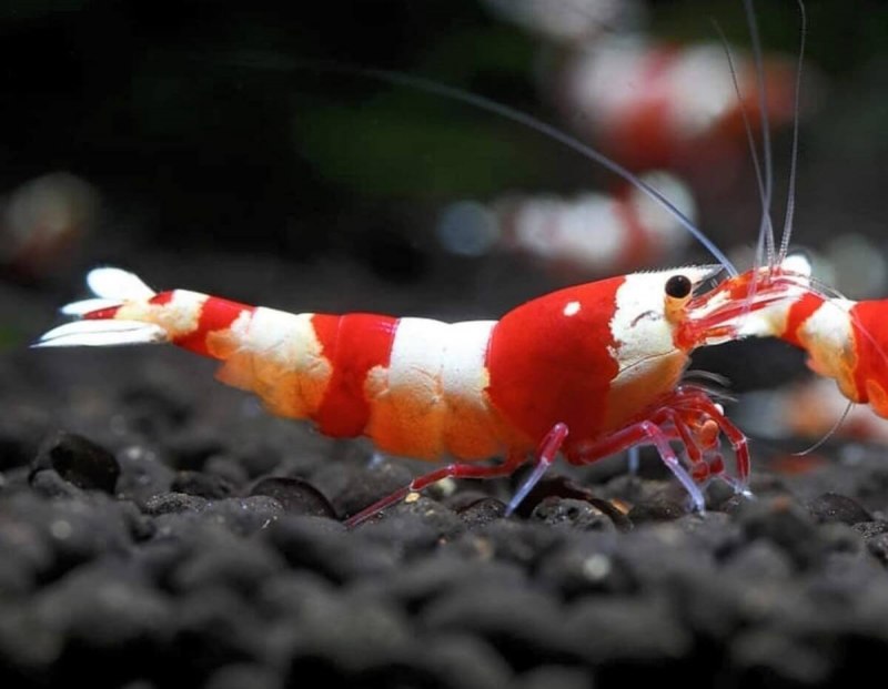 Stenopus hispidus креветка-боксер красная