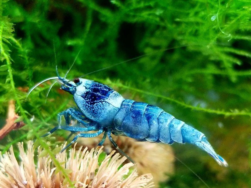 Caridina cantonensis