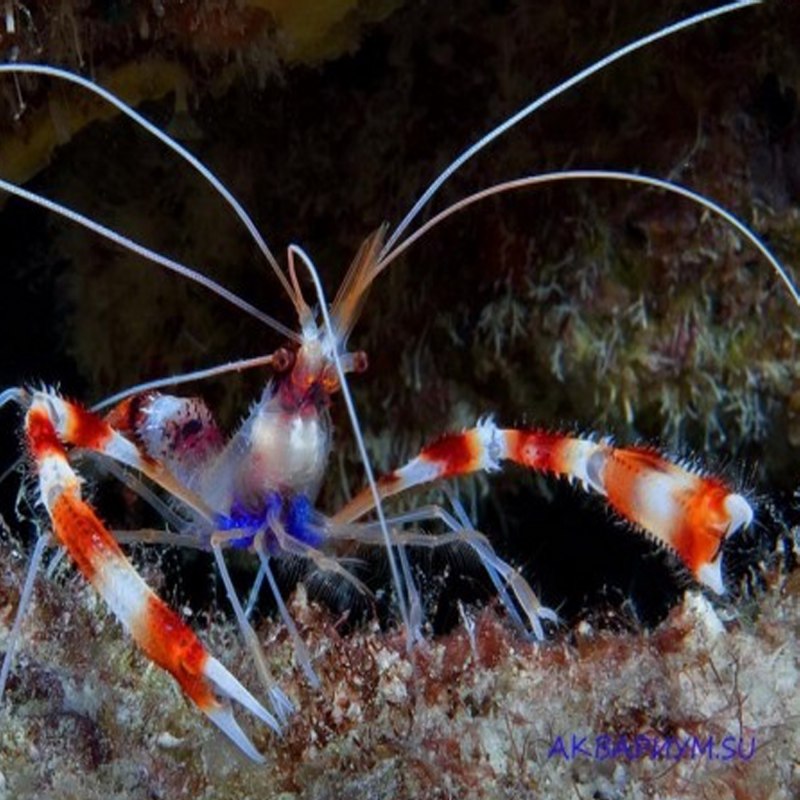 Stenopus zanzibaricus
