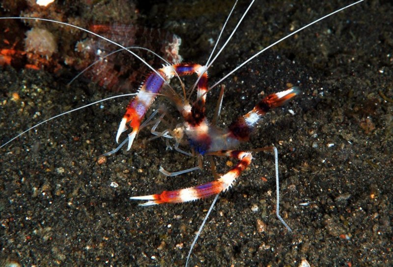Rhynchocinetes durbanensis