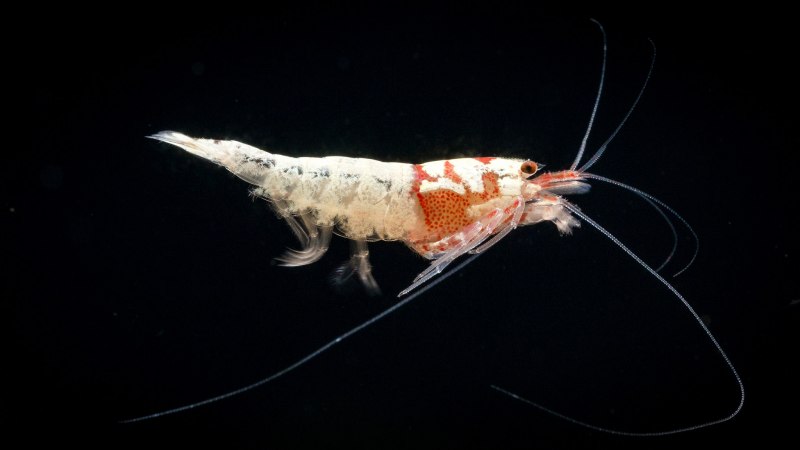 Сулавеси Caridina striata