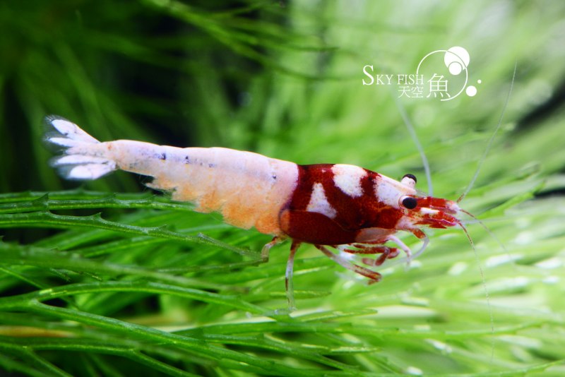 Shrimp певец