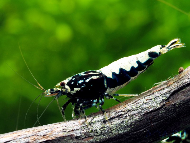 Caridina cantonensis