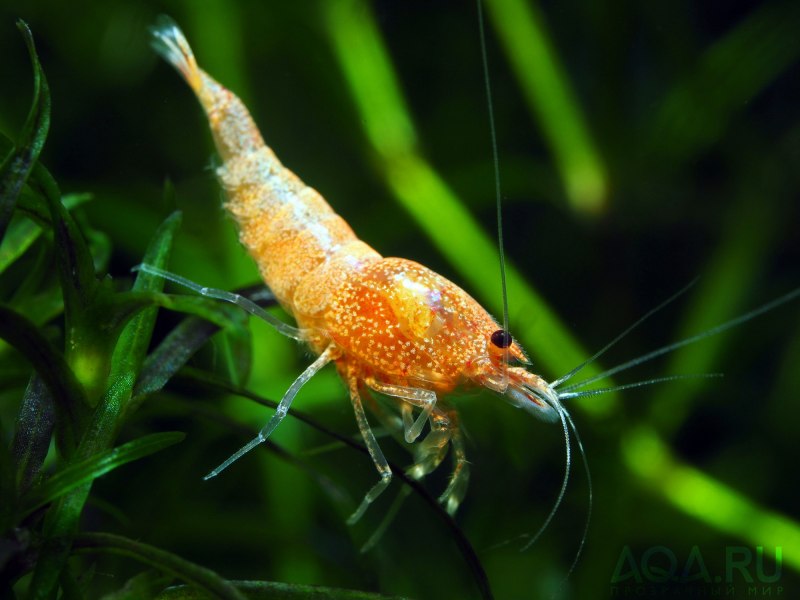 Сaridina (Crystal Red) красный Кристалл