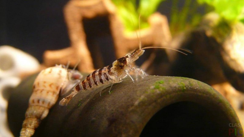 Креветка боксер (Stenopus hispidus)