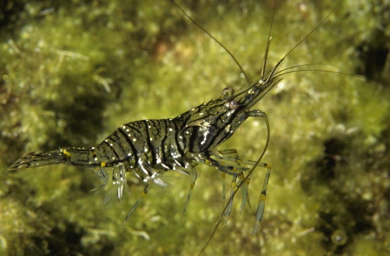 Caridina CF. Spongicola
