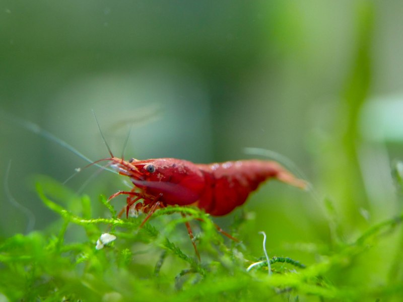 Креветка боксер (Stenopus hispidus)