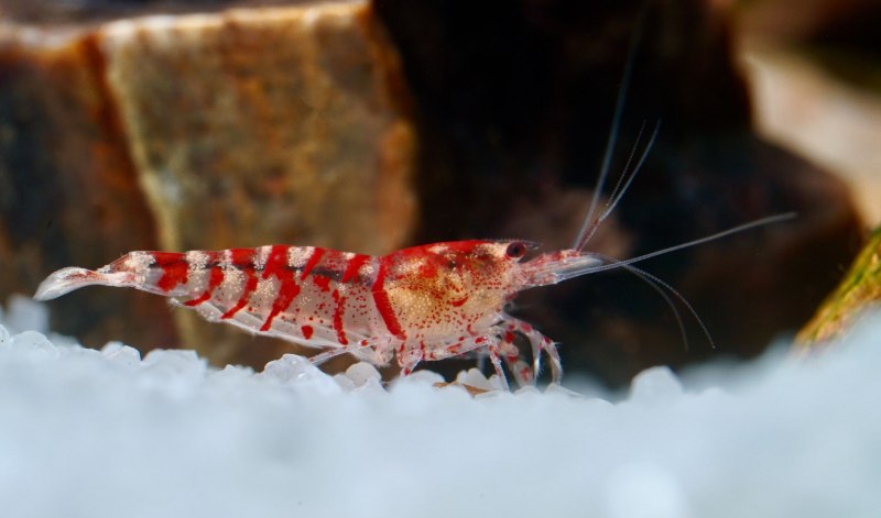 Caridina CF. Cantonensis SP красный/черный Кристалл