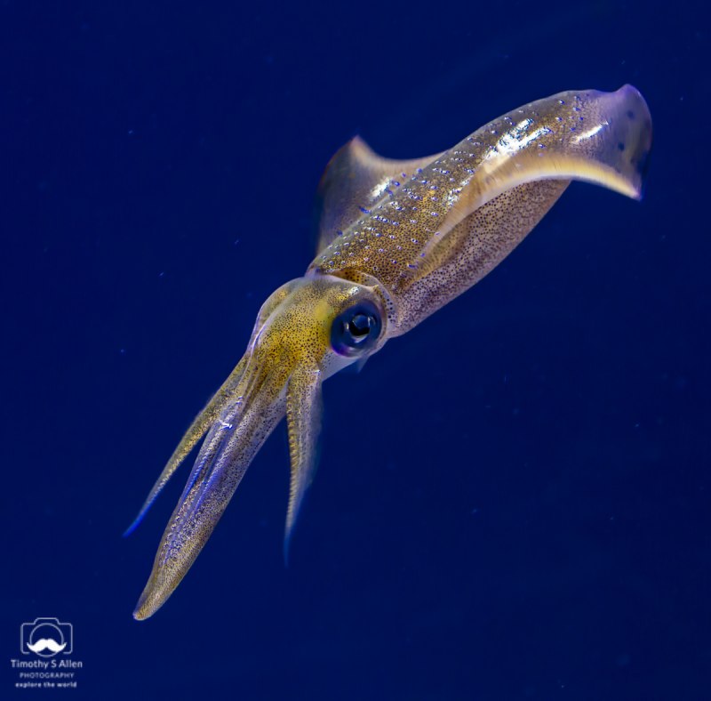 Vulcanoctopus hydrothermalis