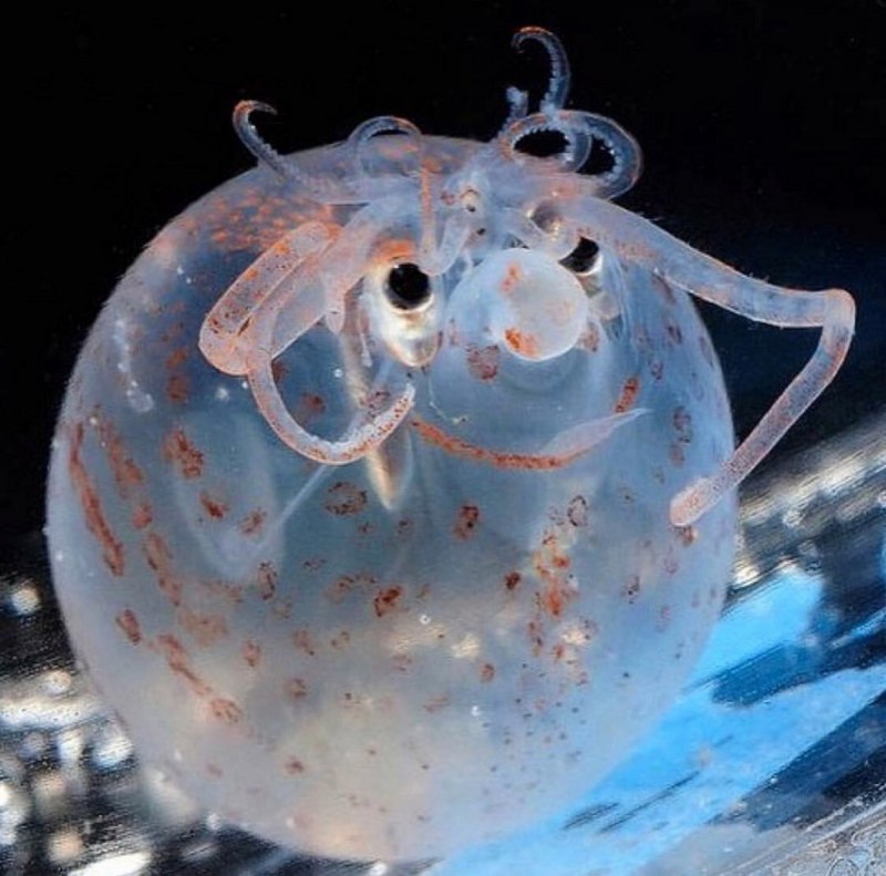 Squid Tropical