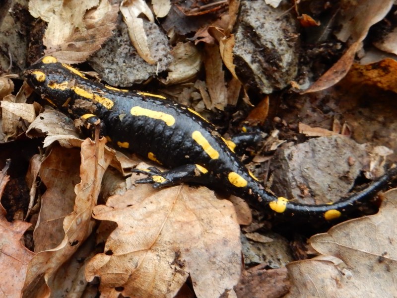 Telephorus fuscus