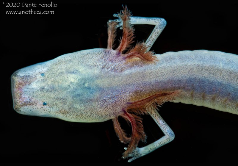Texas Blind Salamander