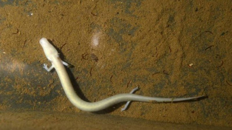 Ambystoma tigrinum distribution
