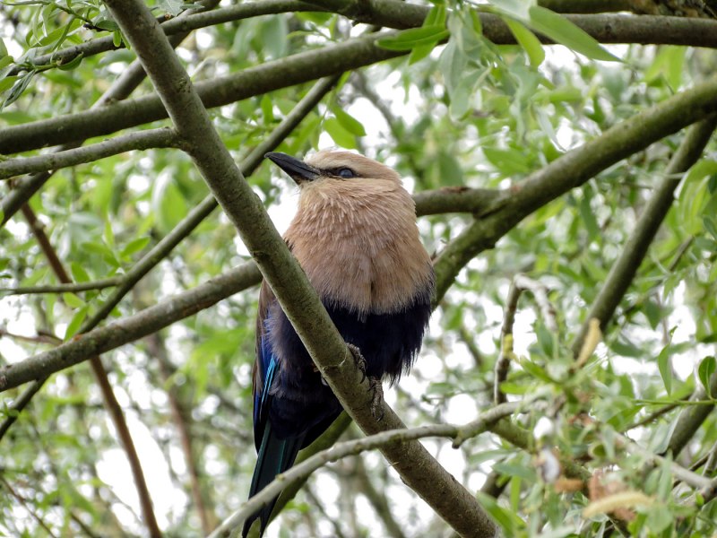 Blue-bellied Roller