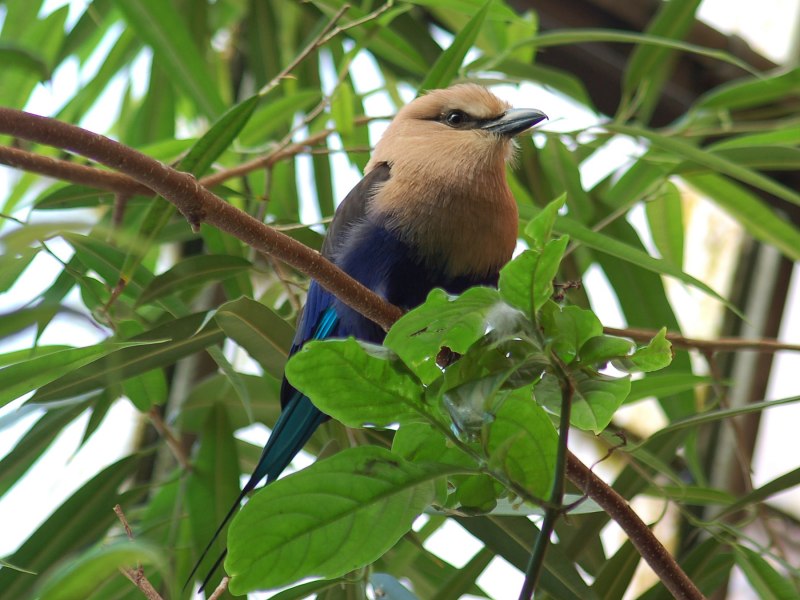 Обыкновенная сизоворонка Coracias garrulus
