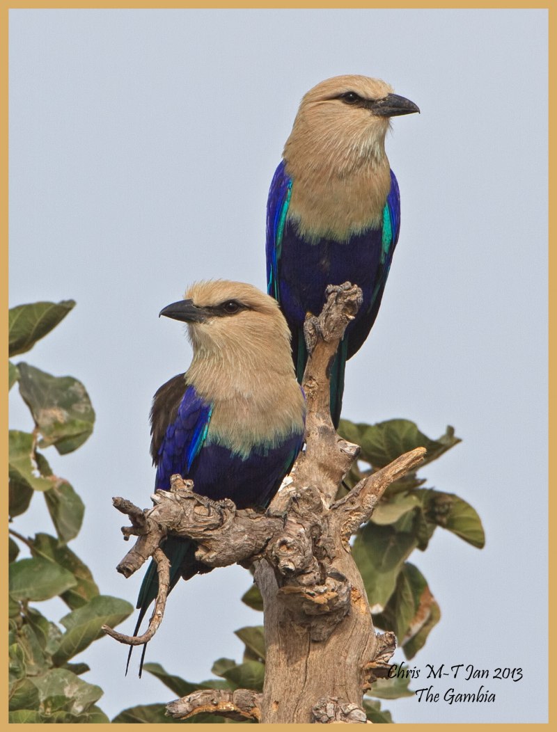 Coracias caudatus