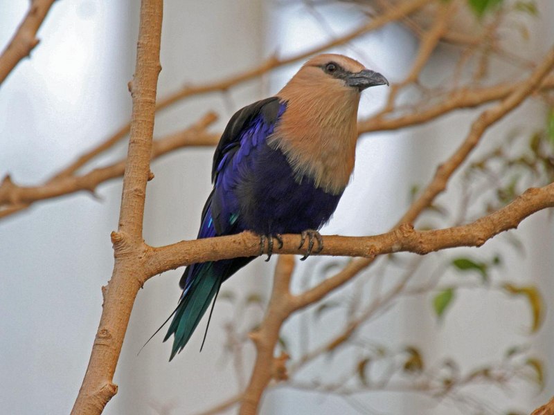 Сизоворонка - Coracias garrulus (Linnaeus, 1758)