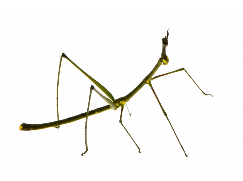 Палочник Carausius Morosus