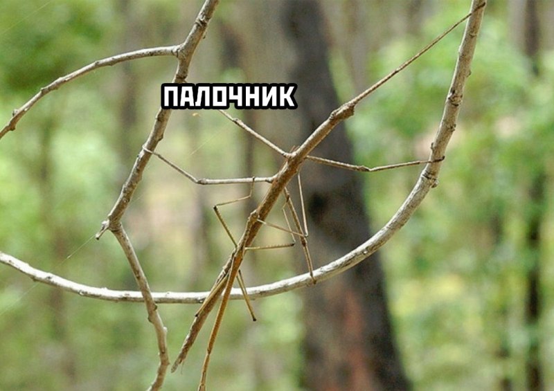 Реликтовый Уссурийский палочник