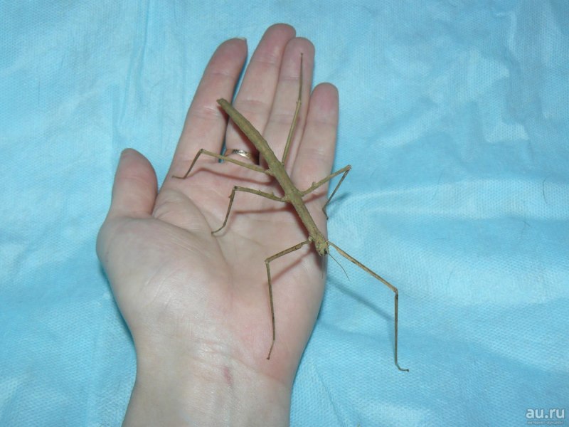 Палочник Extatosoma tiaratum