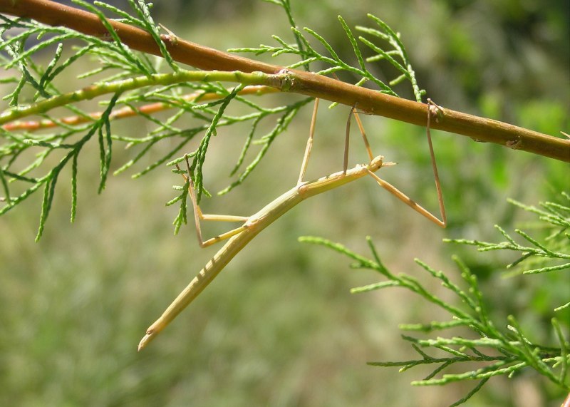 Walking Stick насекомое
