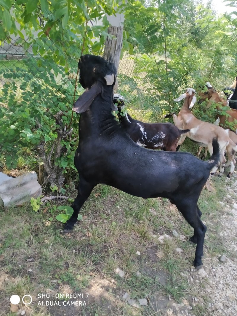 Козёл нубийской породы с рогами