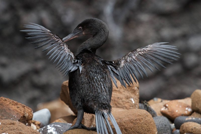 Галапагосский Баклан водоплавающая