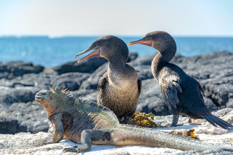 Nectoliparis pelagicus