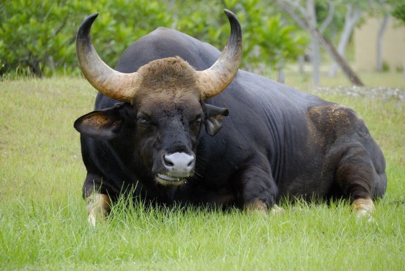 ЗУБР Bison bonasus