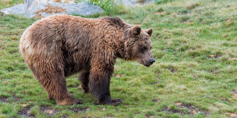 Бурый медведь (Ursus arctos)