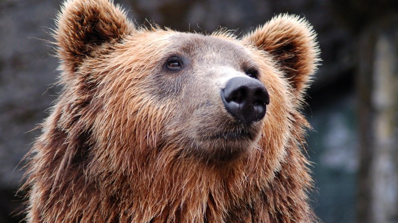Бурый медведь Курганская область