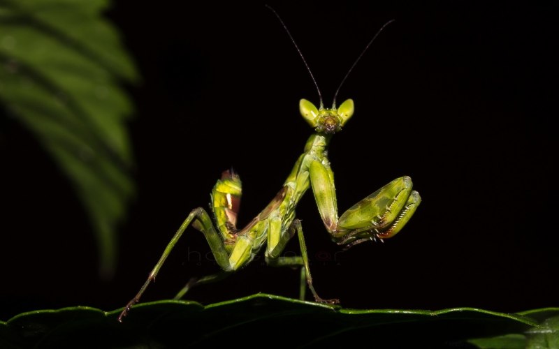 Zonocerus elegans