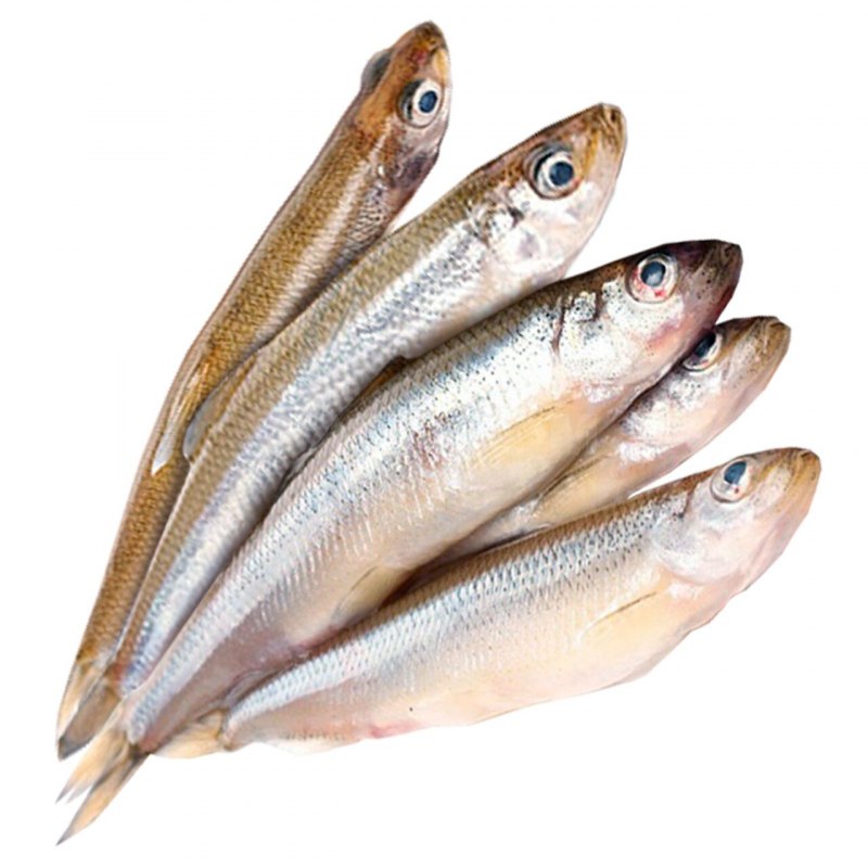 Морская малоротая корюшка